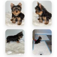 Adorable small AKC Yorkie puppies