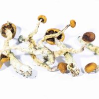 Where to buy psilocybin mushrooms online fast shipping