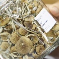 Buy Grape Mushroom Jelly for sale