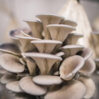 Buy magic mushrooms chocolate online fast shipping