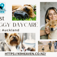Best doggy daycare In west Auckland