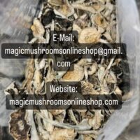 Magic Mushroom Shop