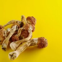 ORDER PSILOCYBIN MUSHROOMS ONLINE