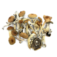 Buy Psilocybin Mushrooms  Online