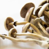 BUY MAGIC MUSHROOMS ONLINE FAST SHIPPING