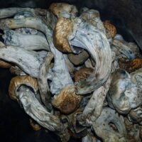 Buy Albino Penis Envy Mushroom Online,https://psychedelicmins.com
