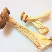 PURCHASE PSILOCYBIN MUSHROOMS ONLINE FAST SHipping